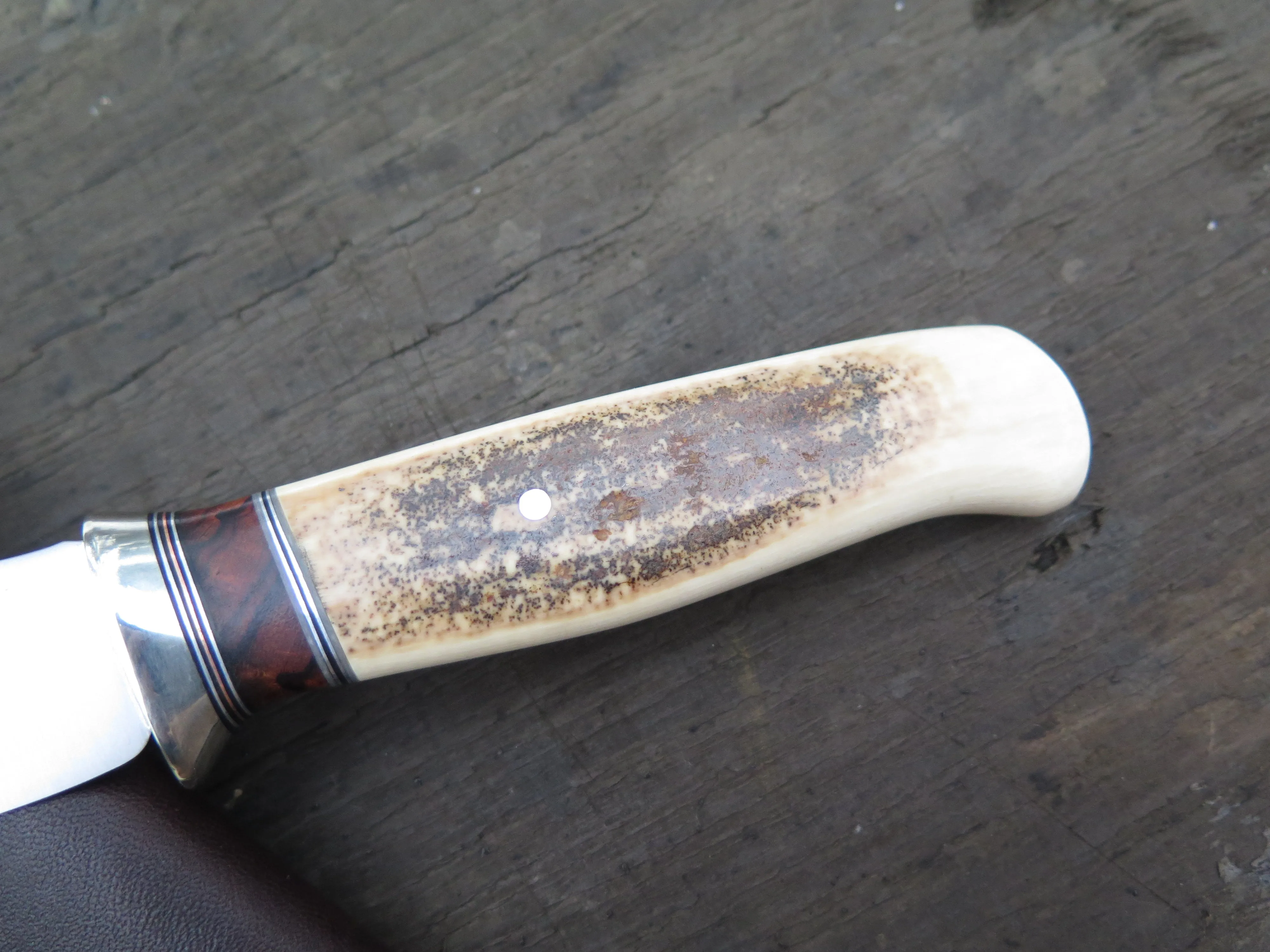 Ancient Mammoth and Desert Ironwood Tribute